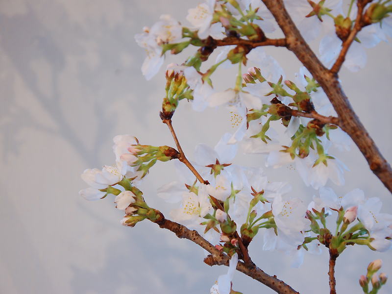 店内に桜