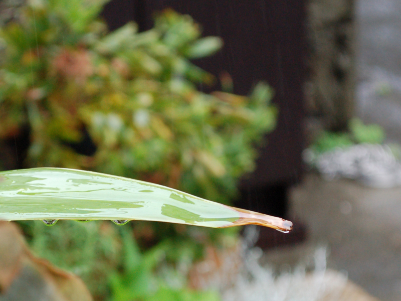 アガベにも恵みの雨