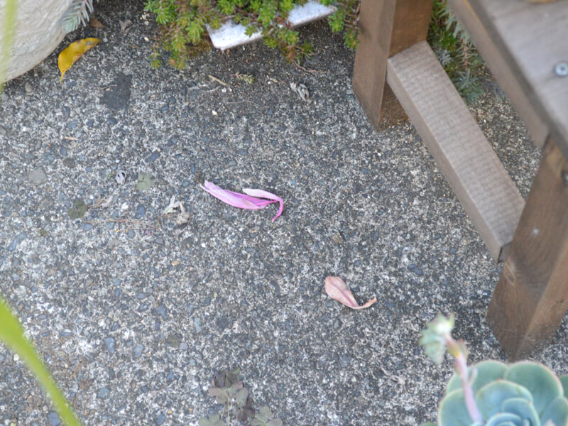 暦通りの開花