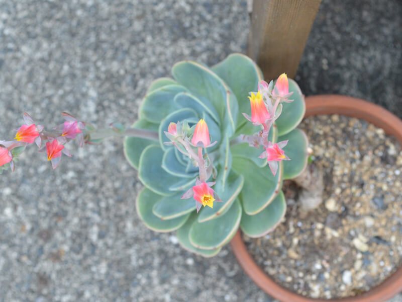 花咲く多肉