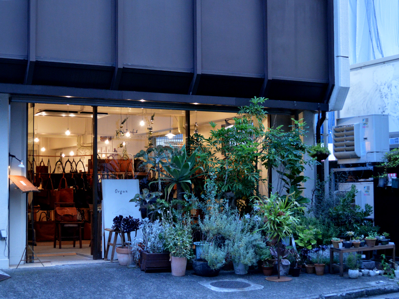 薄明のOrgan
