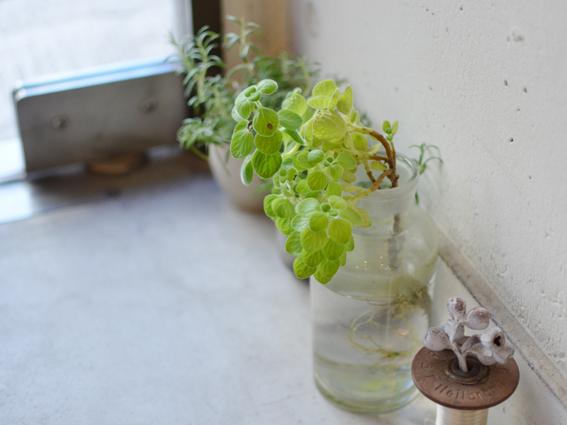 植物
