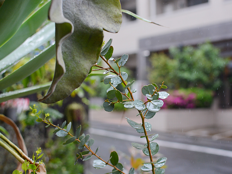 雨模様