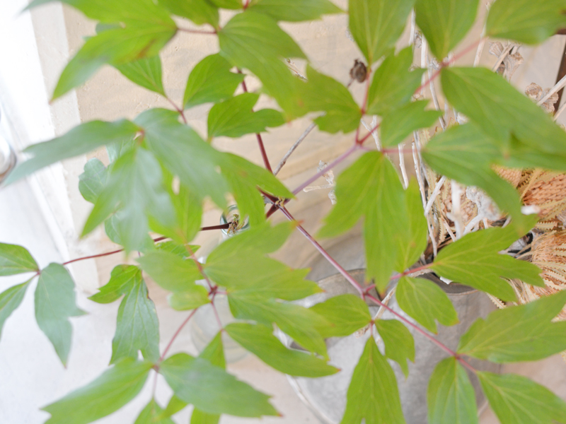 植物