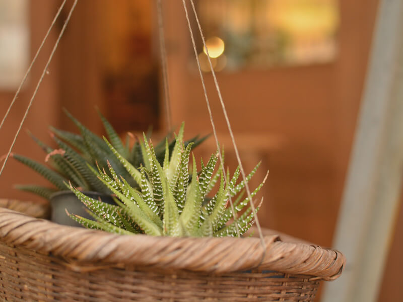 カゴの植物